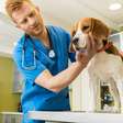 Silencioso e profundo: como cães vivenciam a perda e o luto segundo a etologia e a neurociência