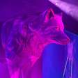 Shakira e o instinto da loba: como se comporta o animal que inspira a cantora colombiana