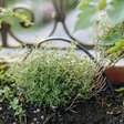 Nem alecrim, nem hortelã: a erva aromática fácil de cultivar em casa e que faz bem para a saúde do coração