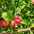 Essa é a fruta mais doce do mundo e existe um motivo: ela muda o sabor dos alimentos mais azedos (até do limão!)