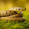 Sonhar com cobra lidera buscas; veja o que está por trás do significado