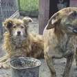 Cão que late demais pode gerar punição? Veja o que diz a lei sobre barulho de animais e perturbação do sossego