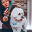 Cachorro com nós no pelo? Este item da sua cozinha resolve o problema