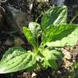 Tanchagem, planta pouco conhecida que faz muito bem à saúde