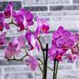 O ingrediente simples que faz a sua orquídea explodir: é uma especiaria muito comum de ter em casa e faz o milagre que as nossas plantas precisam