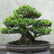 Bonsai é uma arte delicada que embeleza o ambiente e ainda relaxa a mente