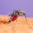 Dengue, zika ou chikungunya? Entenda o que muda em sintomas, riscos e tratamento