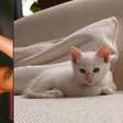 Ana Castela ganha gato em show e pai veta escolha do nome; entenda!