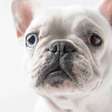 Nariz de cão também tem identidade: a biometria natural que pode ajudar a encontrar pets perdidos