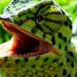 Camaleões impressionam com a habilidade de se camuflar