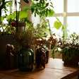 Vasos ou solo: qual a melhor forma de cultivar ervas?