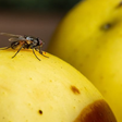 Existe uma planta que moscas detestam. Indispensável para as janelas de casa, ela as repele e decora o ambiente