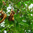 Árvore tropical e frutífera que muitos ignoram pode crescer com facilidade em qualquer quintal