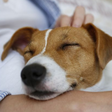 O que significa quando o cachorro dorme encostado no tutor e como isso influencia na saúde mental de ambos