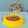 Gato sem fome: 6 dicas para melhorar o apetite do animal
