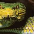 Serpente descoberta em Mianmar desafia cientistas com combinação incomum de características