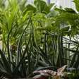 Adeus à poluição em casa: essas plantas purificam o ar, segundo a NASA, e são fáceis de cuidar