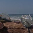 Criaturas marinhas azuladas invadem praias da Califórnia e chamam atenção de banhistas