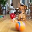 7 dicas para gastar a energia do cachorro dentro de casa