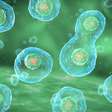 Como robôs microscópicos programados com DNA podem atacar tumores sem destruir tecidos saudáveis