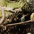 Papagaios pensam? A ciência mostra como aves psitacídeas rivalizam com primatas em memória, linguagem e cognição social