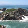 Mamífero raríssimo do planeta vive em uma ilha brasileira