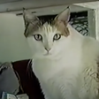 Os bigodes dos gatos como sensores 3D: a ciência por trás das vibrissas e da navegação em total escuridão