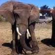 Último elefante de circo em Portugal será encaminhado a santuário no sul do país