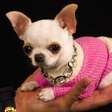 Chihuahua com menos de 10 centímetros é eleito o menor cão do mundo; conheça Pearl