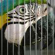 Curtir conteúdos de animais silvestres estimula tráfico internacional, alerta campanha