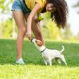 Como cães "enxergam o tempo" pelo olfato e usam cheiros para prever o passado e antecipar o futuro