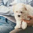 Visão animal desvendada: por que cães e gatos veem o mundo de forma tão diferente da nossa