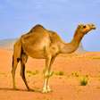 Camelos: 8 curiosidades sobre esses animais do deserto