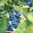 'Rei dos antioxidantes': fruto ganha espaço na jardinagem doméstica por facilidade de cultivo e alto valor nutricional; conheça
