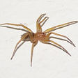 A aranha "Pink Floyd": o pequeno gigante das frestas que protege sua casa