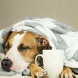 Gripe em cachorro: veja os sintomas e as formas de prevenção