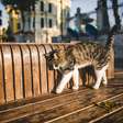 Como o "slow blink", o piscar lento, funciona como sorriso dos gatos?