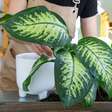 Os melhores lugares da casa para colocar "comigo-ninguém-pode", planta que ajuda purificar o ar e proteger o ambiente