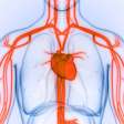 Por dentro da maior artéria do corpo humano: a importância da aorta na circulação sanguínea