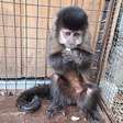 Cativeiro ilegal de macaco-prego gera autuação por crime ambiental no Noroeste Gaúcho
