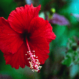 6 benefícios do hibisco para melhorar a autoestima
