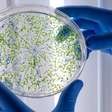 Superbactéria multirresistente é identificada em quatro pontos do Lago Guaíba
