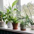 Pouca gente sabe, mas ter essa planta em casa é o segredo para purificar o ar e respirar melhor