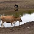 El Niño pode provocar seca severa e calor extremo no Nordeste no 2º semestre de 2026