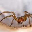 Como se proteger da aranha-marrom sem gastar dinheiro e usando itens que você tem em casa