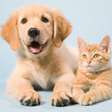 Abandono de animais é crime e segue em alta no Brasil