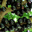 Jabuticaba entra em lista de frutas mais luxuosas do mundo, que tem melão que custa R$ 30 mil