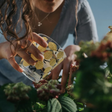 Minhas plantas estavam morrendo devido a muita ou pouca rega, até que descobri o truque do palito