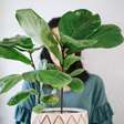 Nem tudo combina: estas são as plantas que, segundo um especialista, você nunca deve ter dentro de casa