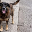 Por que MP descartou envolvimento de adolescentes em morte do cão Orelha e pediu arquivamento do caso